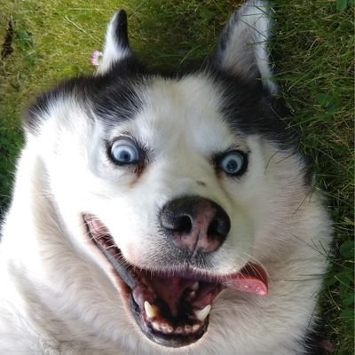 HuskXBT's profile picture. CT is bad for mental health