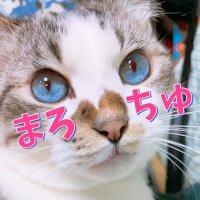 まろすけ🎠⚔️🪩 (@su6u6zu) 's Twitter Profile Photo まろすけ🎠⚔️🪩 (@su6u6zu) 's Twitter Profile Photo