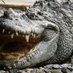 The Crocodile King (@eyeofjaguar) Twitter profile photo The Crocodile King (@eyeofjaguar) Twitter profile photo