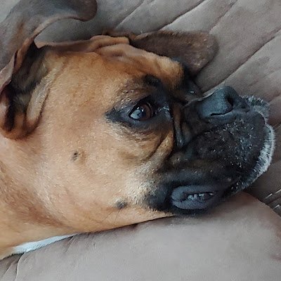 RonDomenos84097's profile picture. 