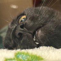 Berry the Menace (@menacinghours) 's Twitter Profile