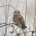 Essex Birder (@birderessex) Twitter profile photo Essex Birder (@birderessex) Twitter profile photo