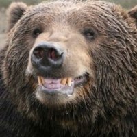 Bear-Do-Well 🐻(@NotABear69420) 's Twitter Profile Photo