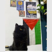Ali El-Sayed Khamis (MonTu) (@alishaw74) Twitter profile photo