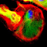 Cellular Neurobiology (@neurobiougr) 's Twitter Profile Photo Cellular Neurobiology (@neurobiougr) 's Twitter Profile Photo