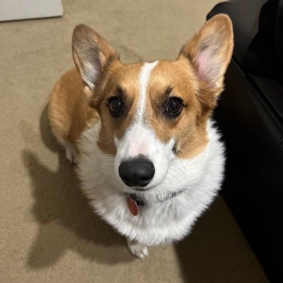 I’m a chunky and spunky Welsh Corgi who was adopted in 2020. I love stuffed toys, treats, and lots of pets! Follow me for daily content of my shenanigans!