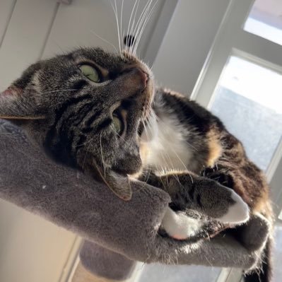 JewellCondosta's profile picture. 🍄