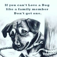 save dogs in Africa (@pauldogshelter) 's Twitter Profile