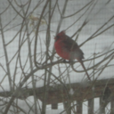 Tara Gustafson - @tara273 - Twitter