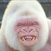 VanillaGorilla (@vanlla_gorlla) Twitter profile photo VanillaGorilla (@vanlla_gorlla) Twitter profile photo