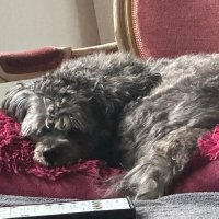 Dennis - New and Refurbished (@mostlydennis) 's Twitter Profile