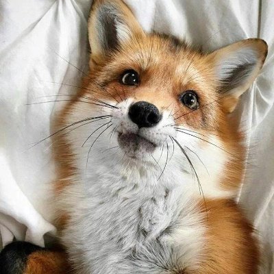 Hello! Hi! Hey! I see you stumbled upon my twitter. Make yourself comfy. :)

Discord : foxynugget

Adores foxes, raccoons, and axolotls!