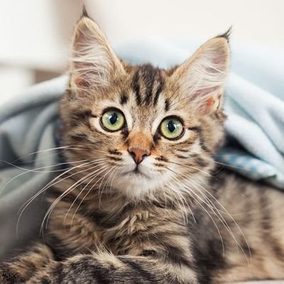 Parody of The Cat. Not related to Meow, Purr, or the Owners. The Cat cannot speak. Do not think it can speak. The Cat will find out.