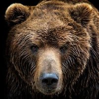 Mórgrabia v. Misiowicz 🐻 (@misiowicz) 's Twitter Profile
