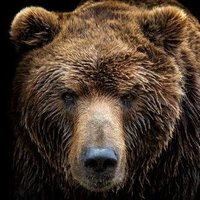 Mórgrabia v. Misiowicz 🐻(@misiowicz) 's Twitter Profile Photo