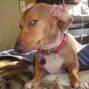 Olivia Varner - @calicocat3375 - Twitter