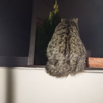 dianagalea29090's profile picture. HUMANISTA social demócrata!