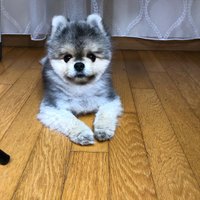 Maiden (@serkee162659) Twitter profile photo