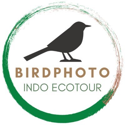 🦅Bird Photography Tour 🦜Wildlife Tour 🇮🇩Indonesian Guide 🗣️Tours in English 🌳Sulawesi, Halmahera, Papua