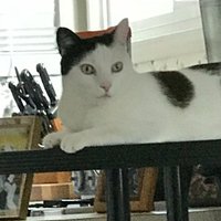 Judi (@truthjusticekat) 's Twitter Profile Photo