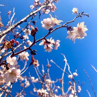 『春霞　たつたの山の桜花　
おぼつかなきを　知る人のなさ』