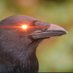 Crypto Catholic Crow (@cryptocatholic_) Twitter profile photo Crypto Catholic Crow (@cryptocatholic_) Twitter profile photo