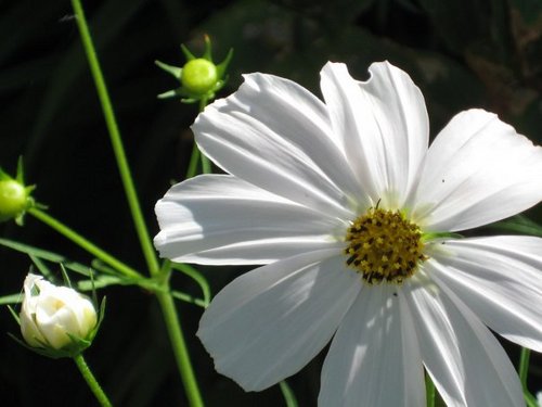 SavingKathy's profile picture. I love to write and take photos. You can find some of my writing and photos at Hubpages, Dengarden, Delishably and We Have Kids.