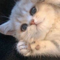 🕊️ (@tori_mmn) 's Twitter Profile