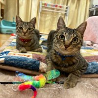 風鈴ちゃん🐈🐈🐈 (@fuurin_windbell) 's Twitter Profile