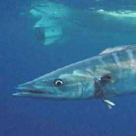 moved 🎣さんのプロフィール画像