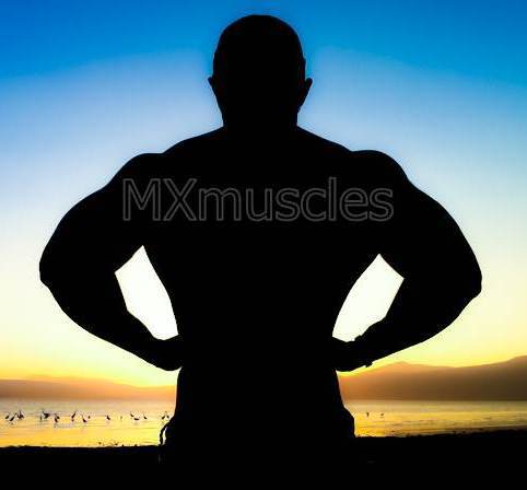 MXmuscles Profile Picture