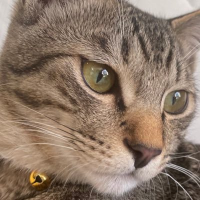 ayapanpoo's profile picture. ラグビー、バイク、釣り、カメラ（R6m2,R7 ）うさぎ🐇ドライブ（年間◯千キロ！）旅は我が人生。core Laコアラ