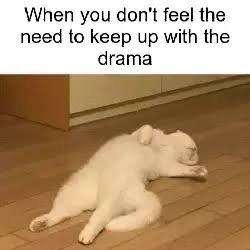 polarizedbearr's profile picture. wingardium leviosa