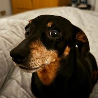 Monty the Mini Dachshund 🐶(@montythedaxie) 's Twitter Profile Photo