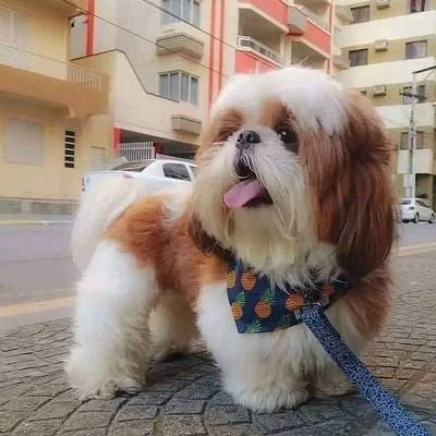 suri9441400504's profile picture. I am busy