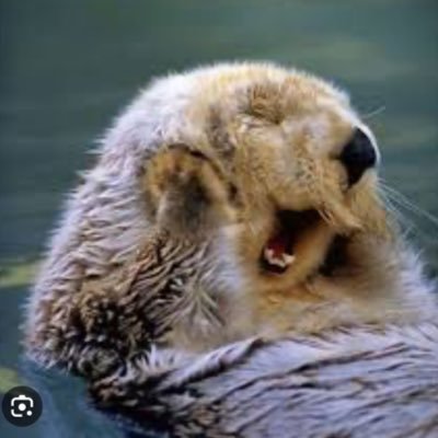 pichimaruke's profile picture. 👩‍💼'93👨‍💼'92/子宮後屈/低AMH値1.40/乏精子症/ジュエリー💎好き/2024.1〜🆑/ 2024.8〜夫の海外赴任に伴い帯同(休職制度利用)/妊活したいけど、海外引越でドタバタ中。余裕なし🥲