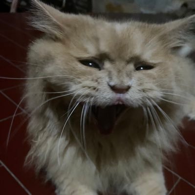 SyahrefiIrfan's profile picture. 