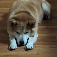 Hachi560 (@hachi560modely) 's Twitter Profile