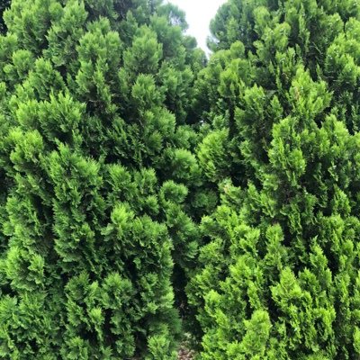 carefulrhino's profile picture. 