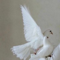 ‏ ‏𓆩Ꭰ𓆪 (@d_dalall) Twitter profile photo