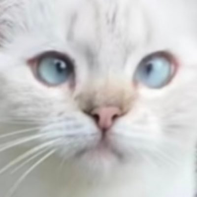 爱逗点电子蛐蛐