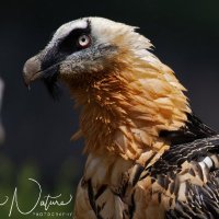 Clive Finlayson (@clivefinlayson) 's Twitter Profile