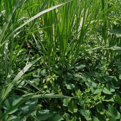 Gmuneneh's profile picture. Good Vibes and InshaAllah