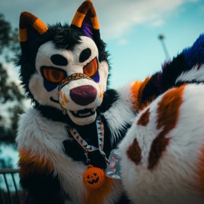 Just a Halloween dog/20/TX/Suit made by @obyrii/ most active on insta @ hallow_jackal