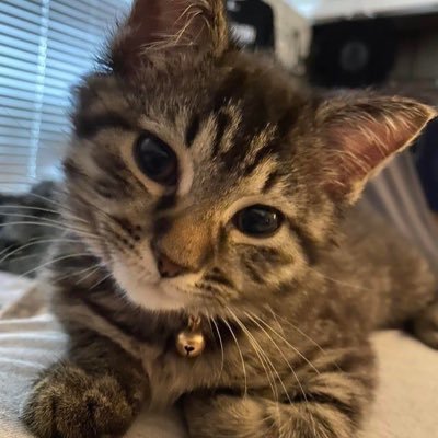 PglTack's profile picture. tropical_tick4                                                    🇨🇿