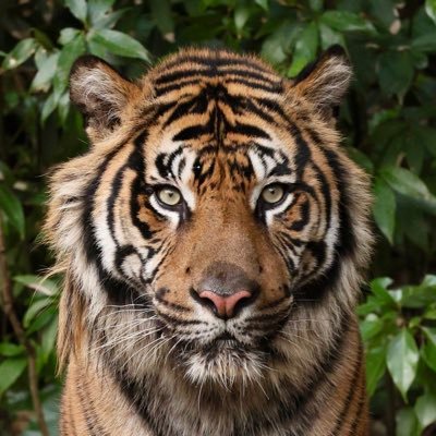 カメラ初心者です📷 動物園で写真を撮るのが好きです(ネコ科が多めです)🐅多摩動物公園、ズーラシア、上野動物園などに行ってます😃