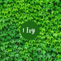 Ivy_OrchardPA (@iorchardpa) 's Twitter Profile