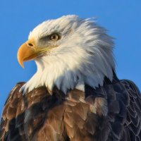 Patriot1776™ (@theusapatriot) 's Twitter Profile Photo Patriot1776™ (@theusapatriot) 's Twitter Profile Photo