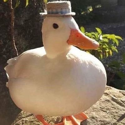 duckboio Profile Picture