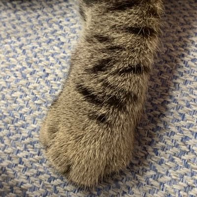 raycigol's profile picture. 